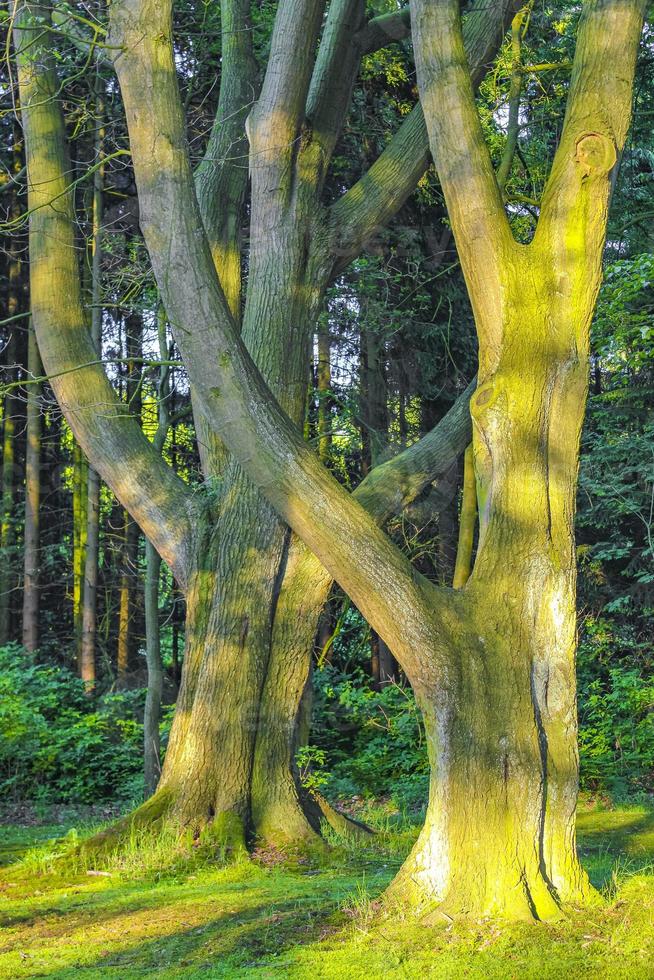 Natural panorama view with pathway green plants trees forest Germany. photo