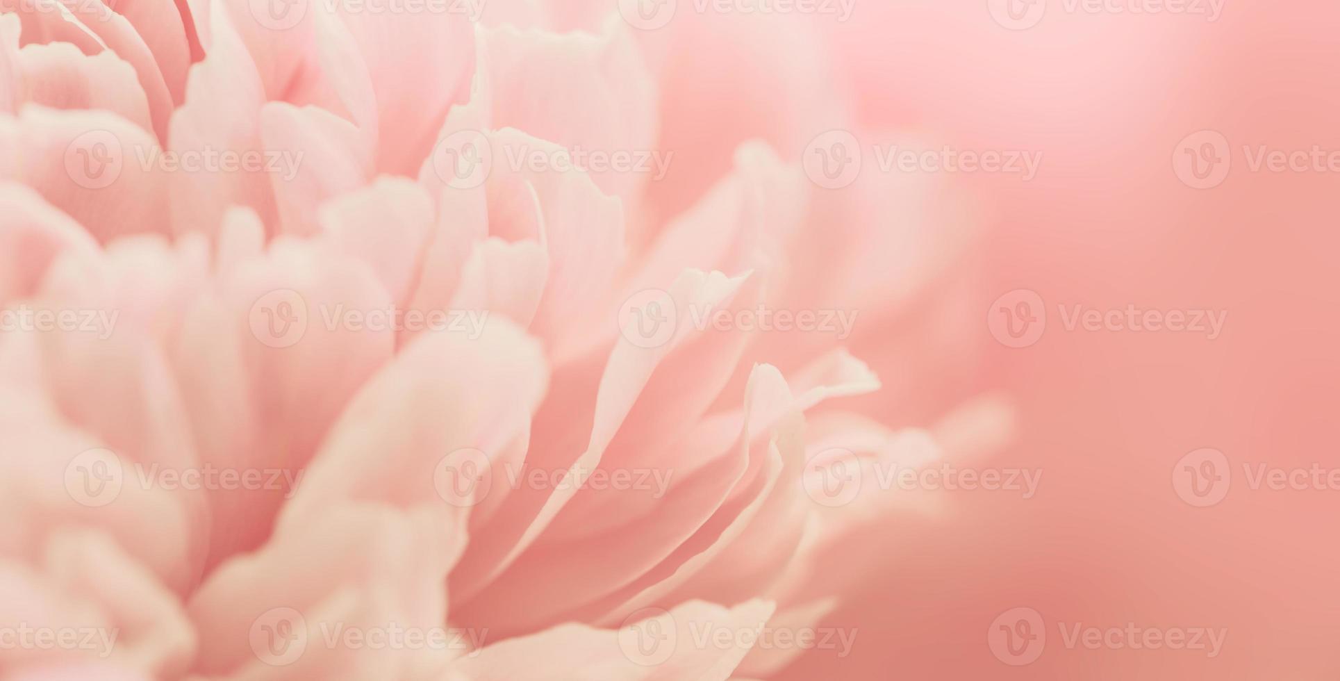 Pink petals with blurred focus photo