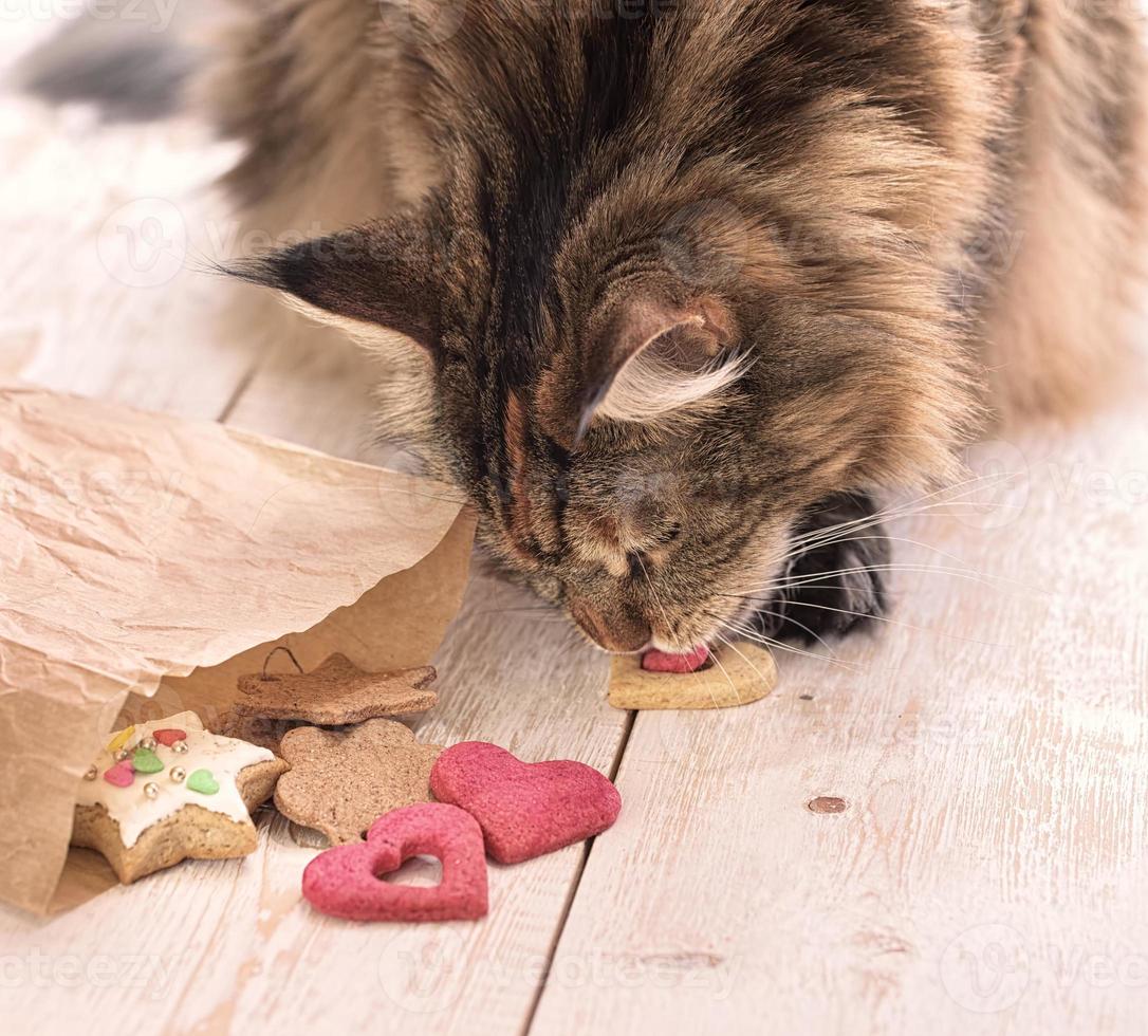 Cat eats on the table photo