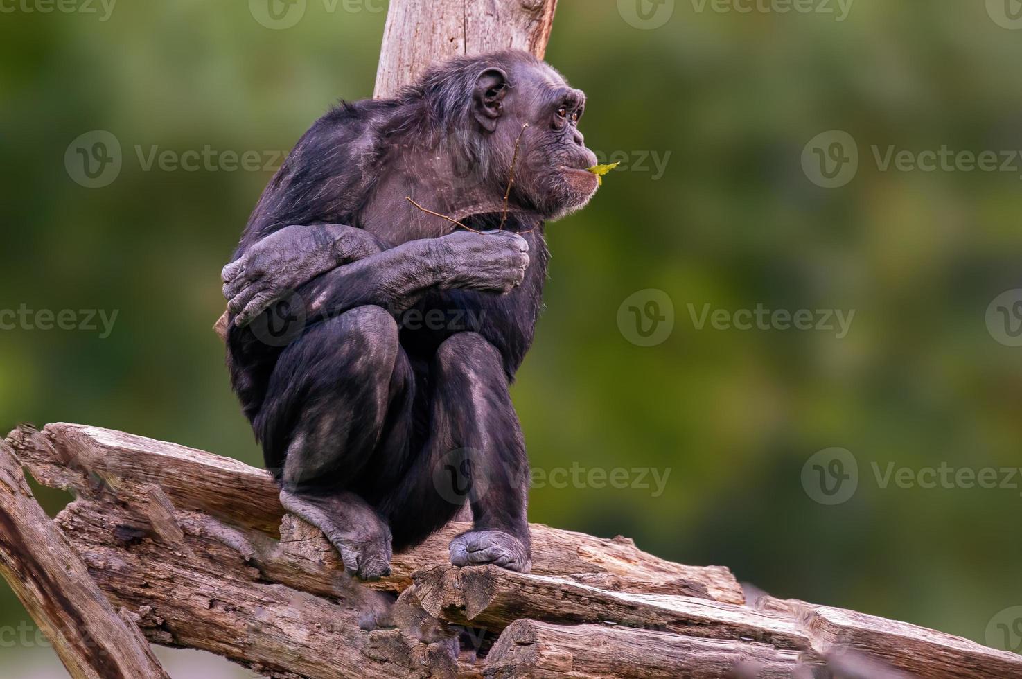 sentado, el chimpancé de África occidental se relaja foto