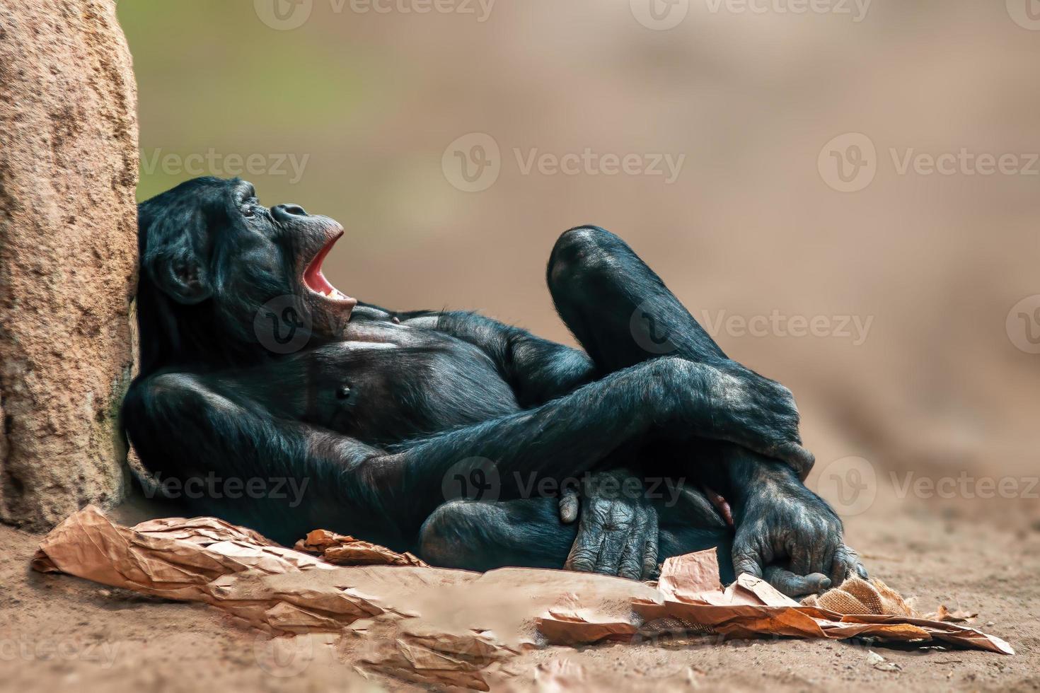 sitting west african chimpanzee relaxes photo