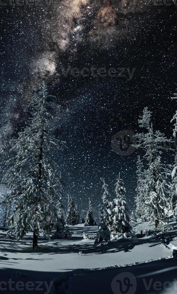 Majestic view of forest with fir trees and cosmos with many stars photo