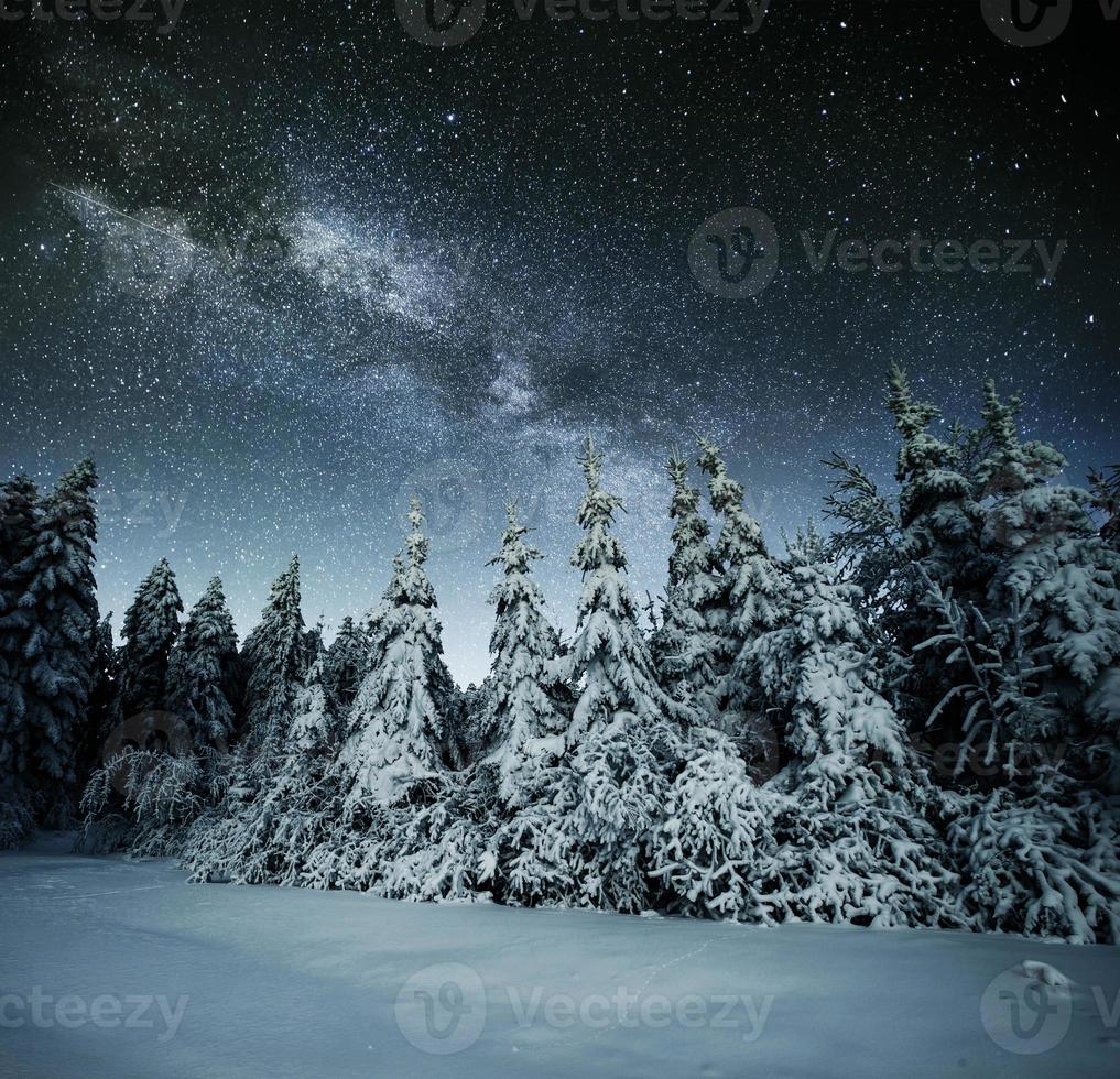 Majestic view of forest with fir trees and cosmos with many stars photo