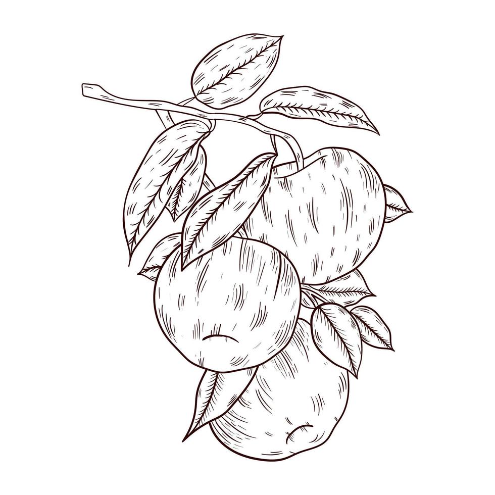 Apples on a branch hand drawn, freehand line art, vector illustration, isolated on white background.
