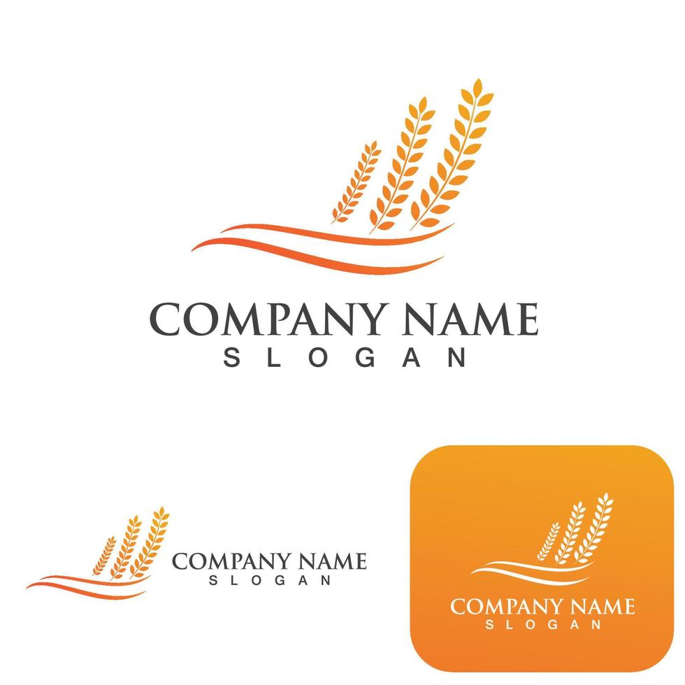 Agriculture wheat vector
