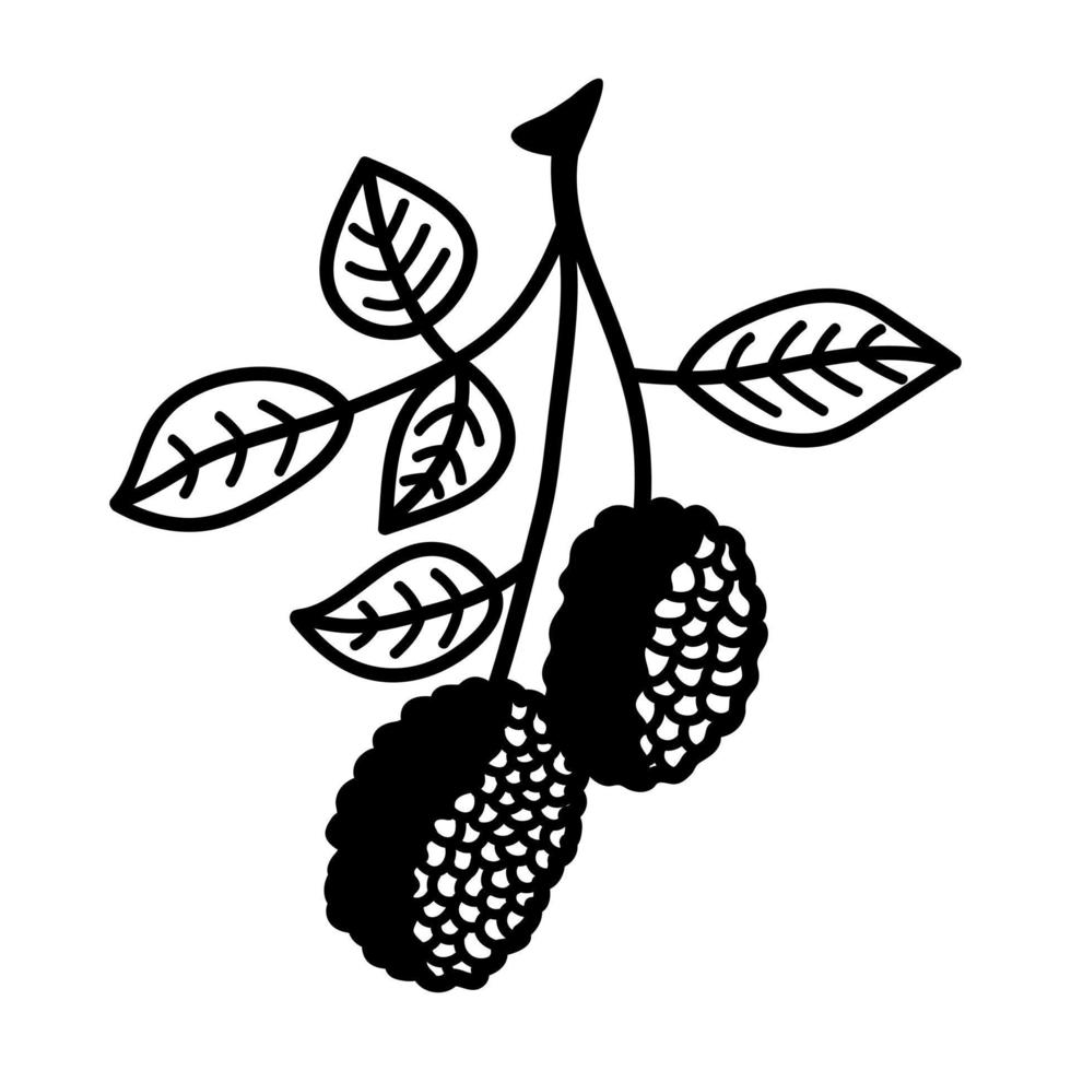 Blackberry hand drawn isolated. Vector doodle berries illustration.
