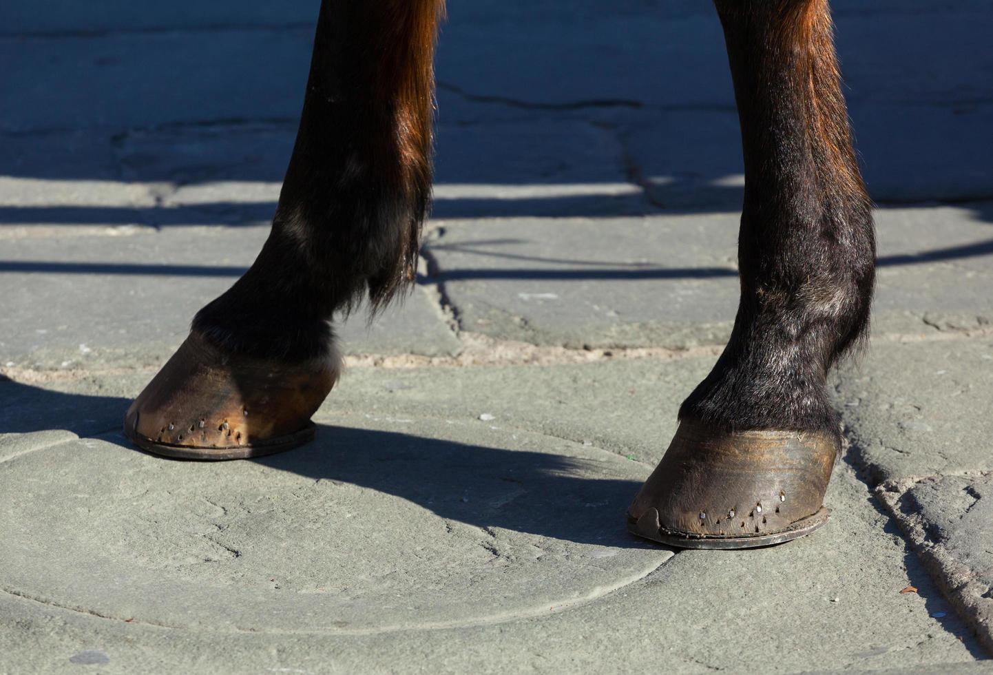 Horse hooves on the flagstones photo