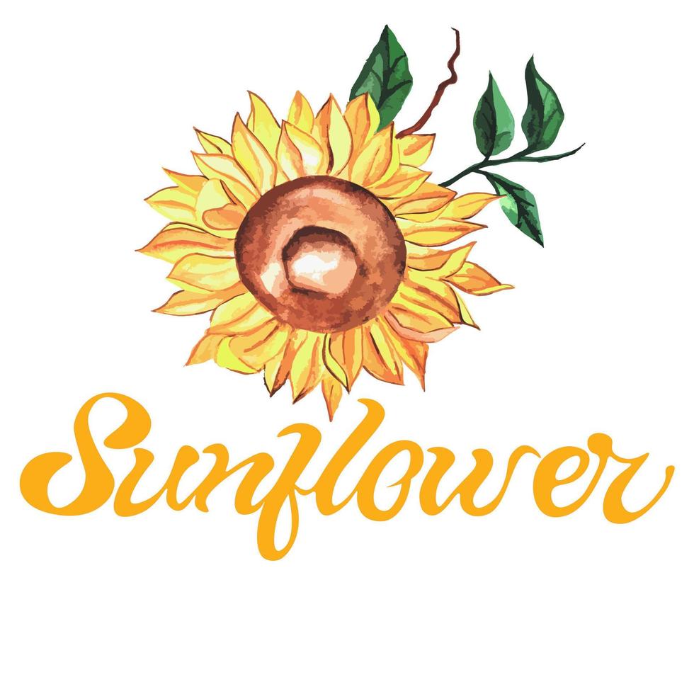 bright watercolor sunflower with green leaves on white background with handwritten inscription SUNFLOWER. suitable for postcards, pattern elements, on T-shirt or napkins. vector