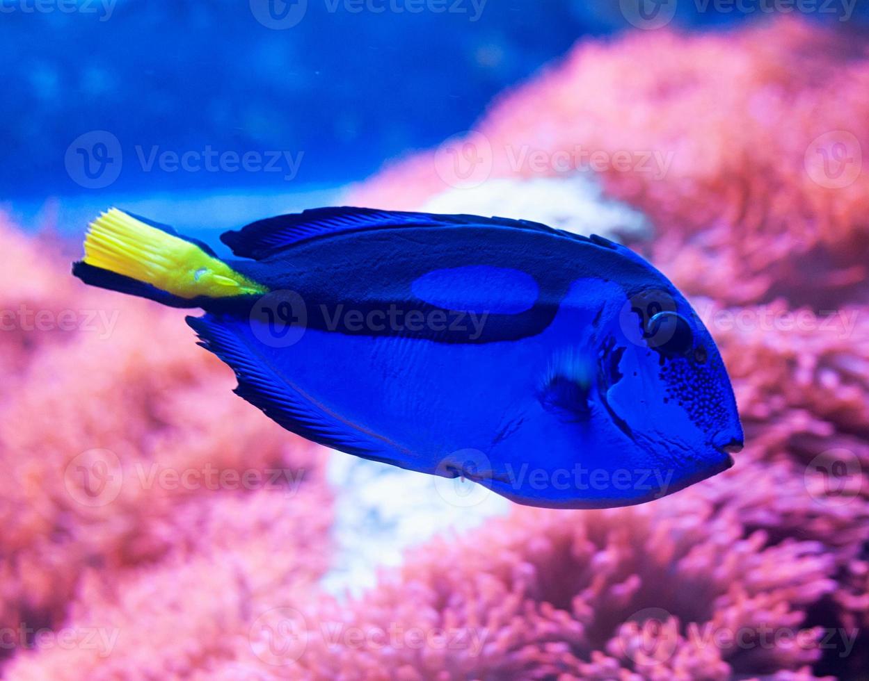 Blue tang surgeonfish photo