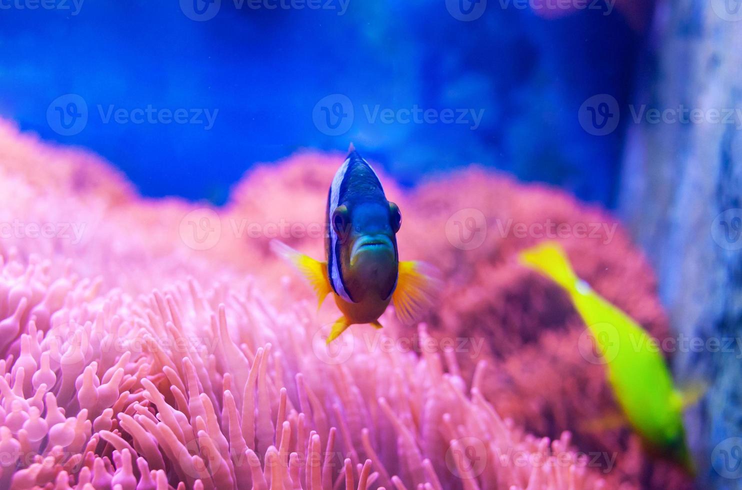 Blue tang surgeonfish photo