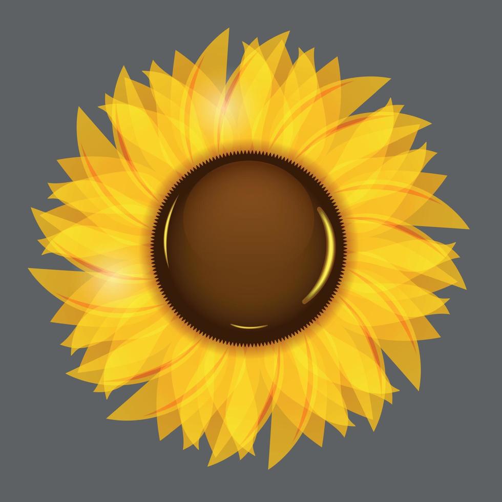 Sunflowers vector illustration background vector illustration