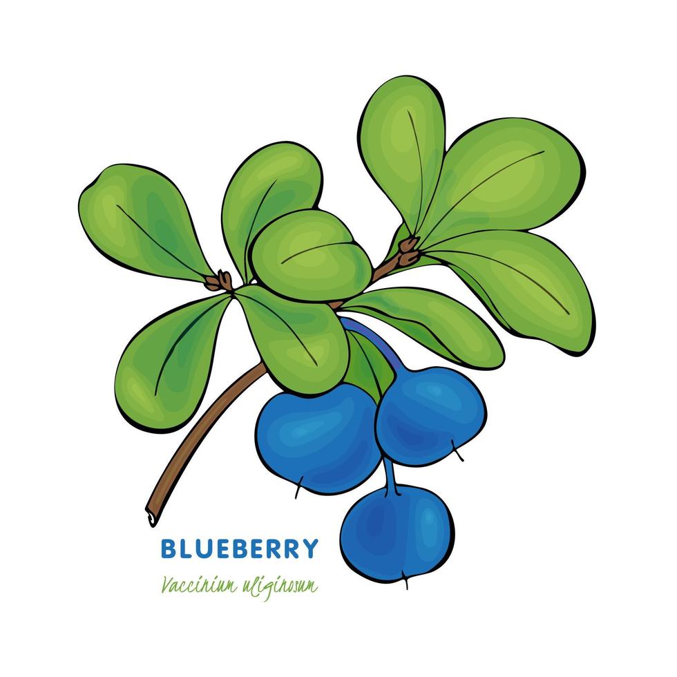 Blueberry Vaccinium uliginosum bog bilberry, bog blueberry. Hand drawn sketch contour. vector
