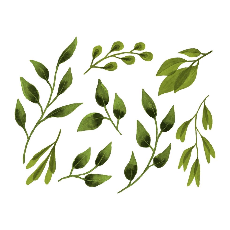 Set leaf botanical watercolor, hand drawing, leaves branches, design elements, isolated, white background. vector