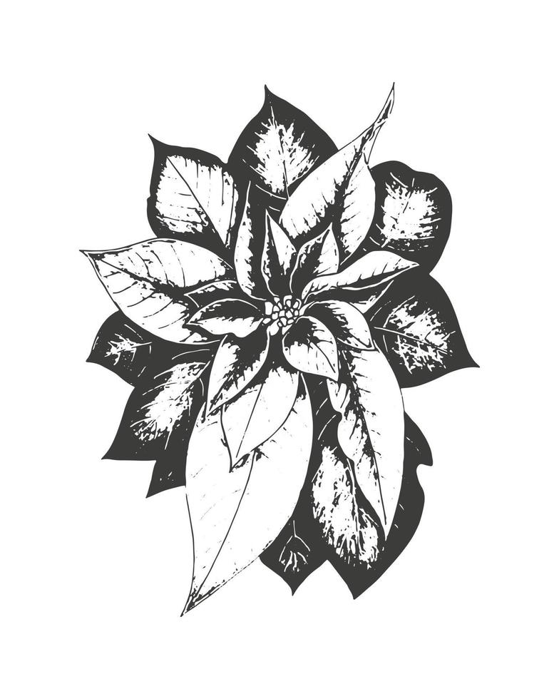 Poinsettia Christmas star or Euphorbia, stamp, imprint, isolated, white background. vector