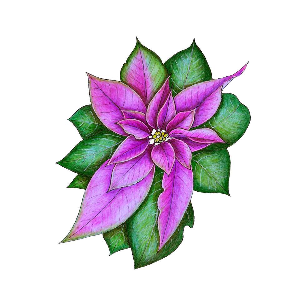 Poinsettia Christmas star or Euphorbia, hand-drawn watercolor and pencil drawing, isolated, white background. Illustration . vector