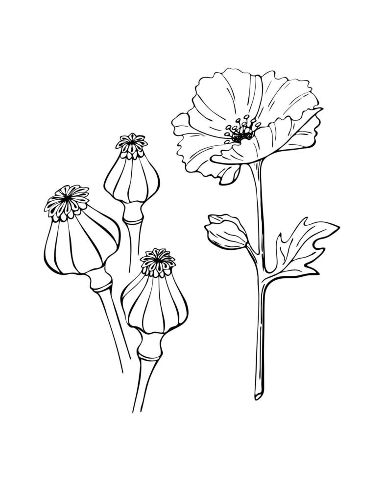 Poppy flower seed pod outline hand drawn doodle drawing, isolated, white background. vector