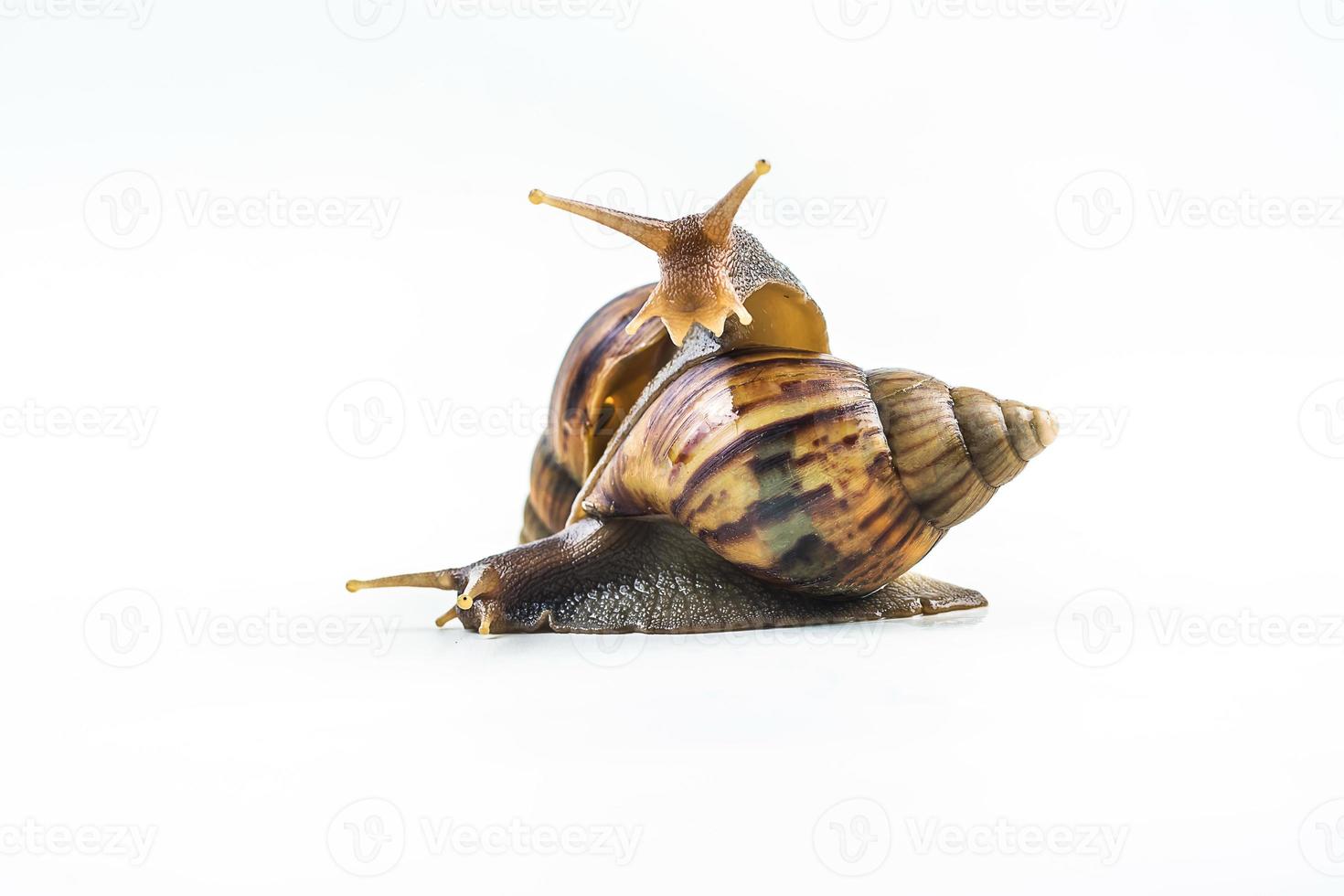 snails on white background photo