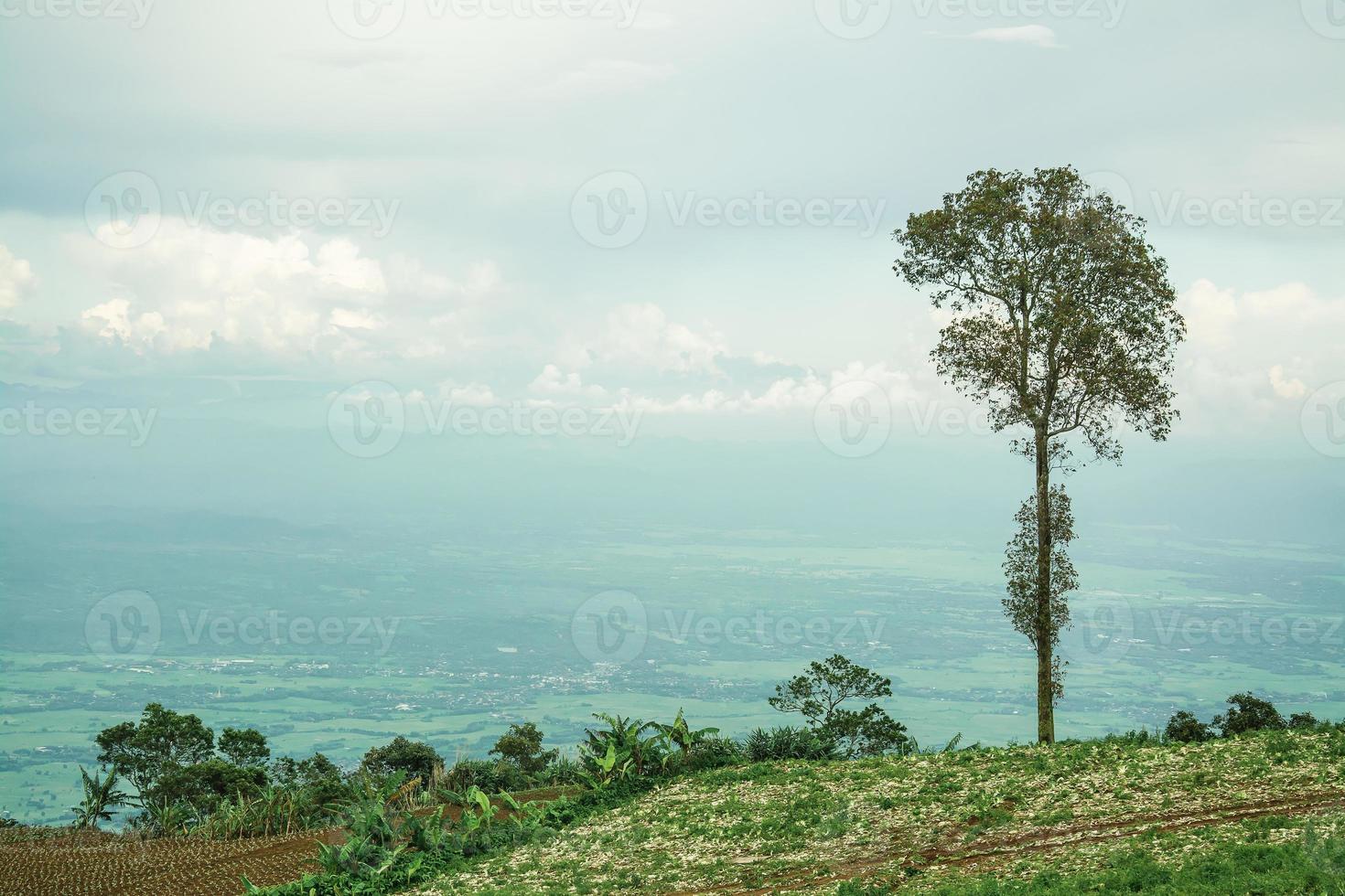 A tree on the hill photo