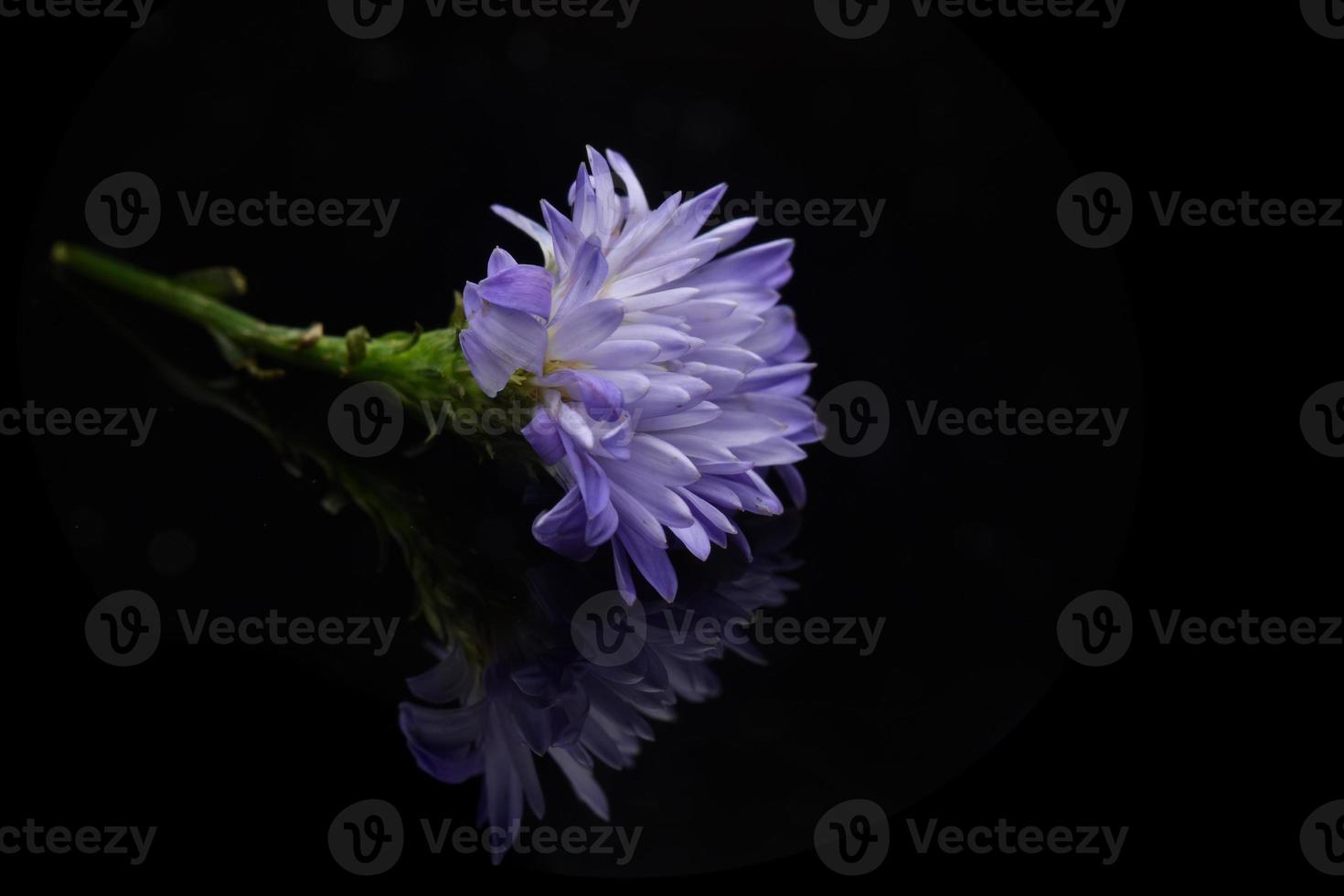 Flower on black mirror photo