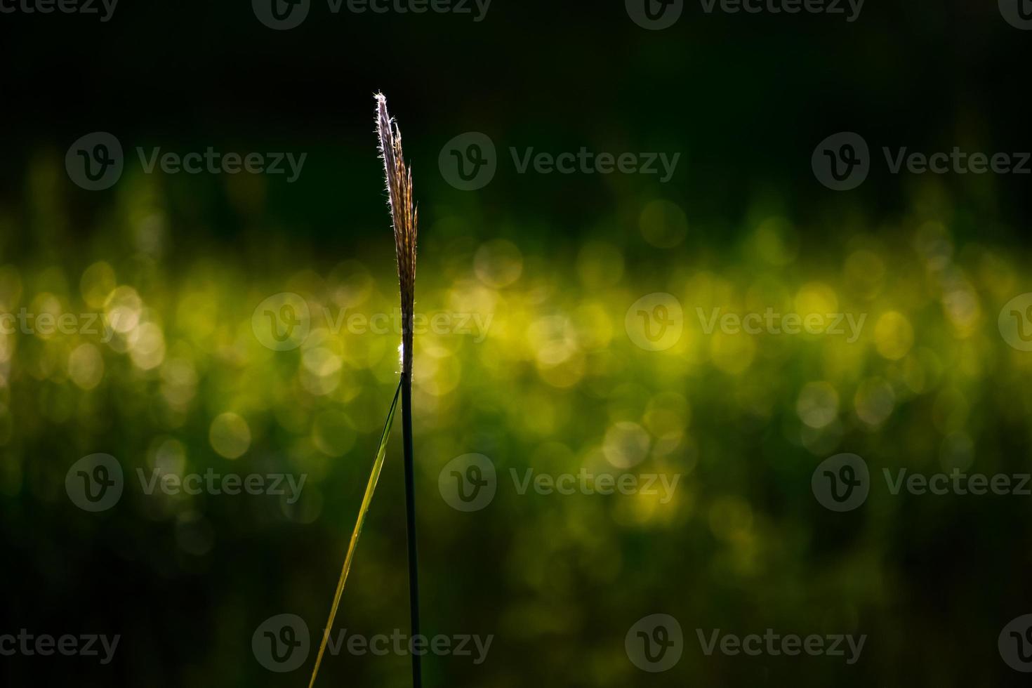 hierba con fondo bokeh foto