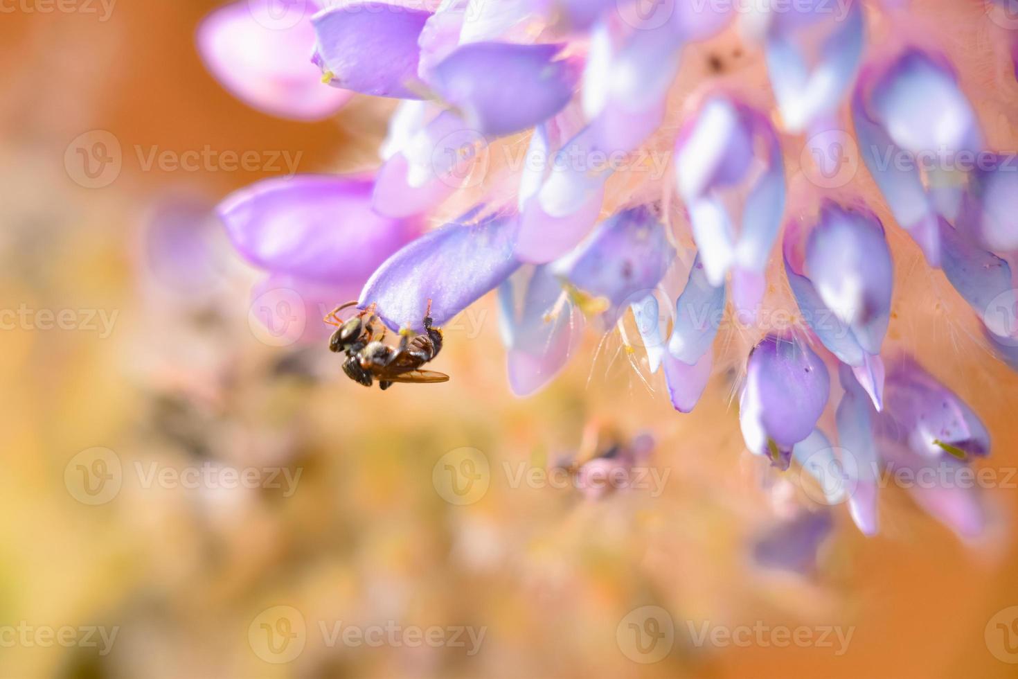 Bee on purple flowee photo