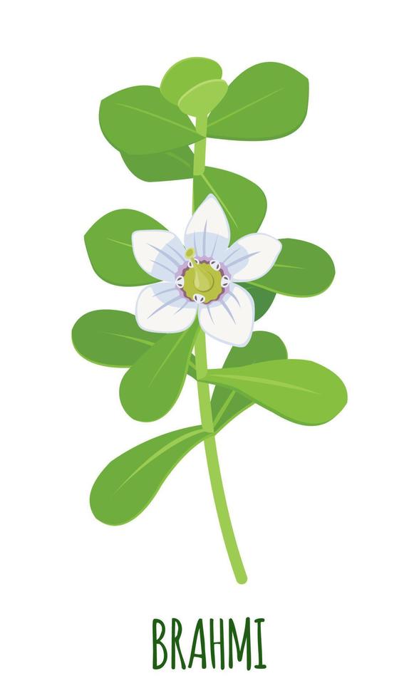 Brahmi icon in flat style isolated on white background. Bacopa monnieri, Waterhyssop, gratiola, water hyssop, Indian pennywort. Ayurvedic medicinal plant. Vector illustration.