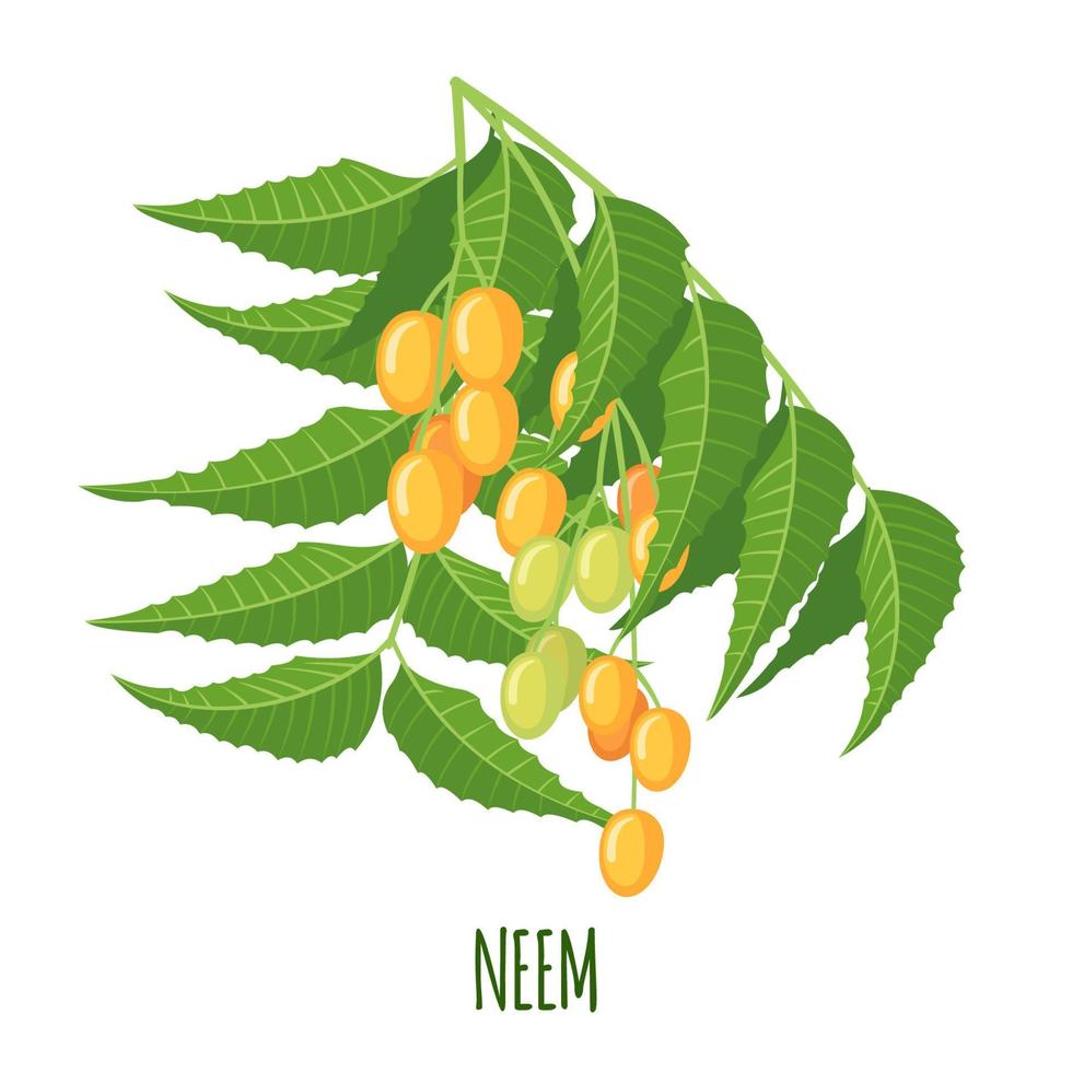 Neem herb or nimtree in flat style isolated on white background. Ayurvedic medical plant. Vector illustration.