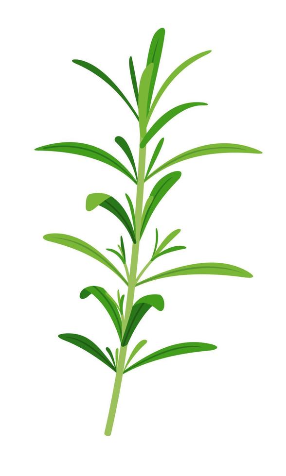 Rosemary sprigs icon in flat style isolated on white background. Ayurvedic medical plant. Herb for health. Vector illustration.