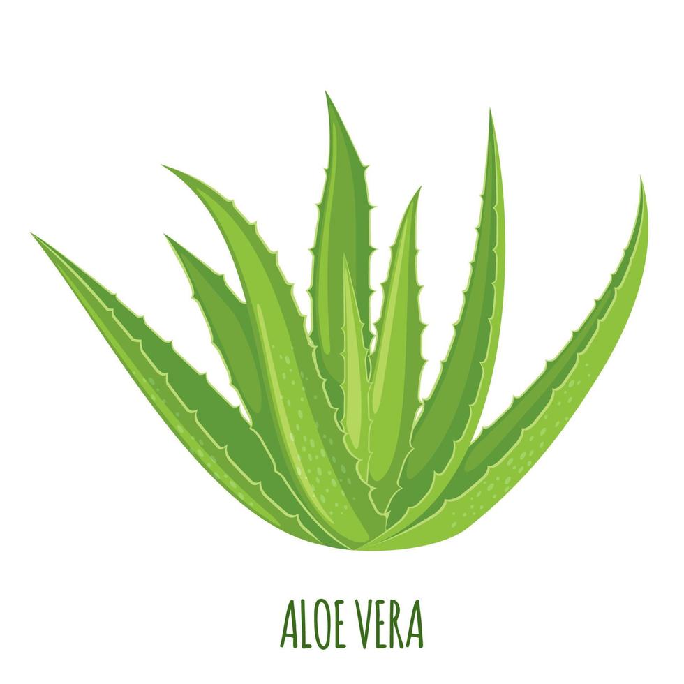 icono de aloe vera aislado sobre fondo blanco. planta medicinal ayurvédica. ilustración vectorial vector