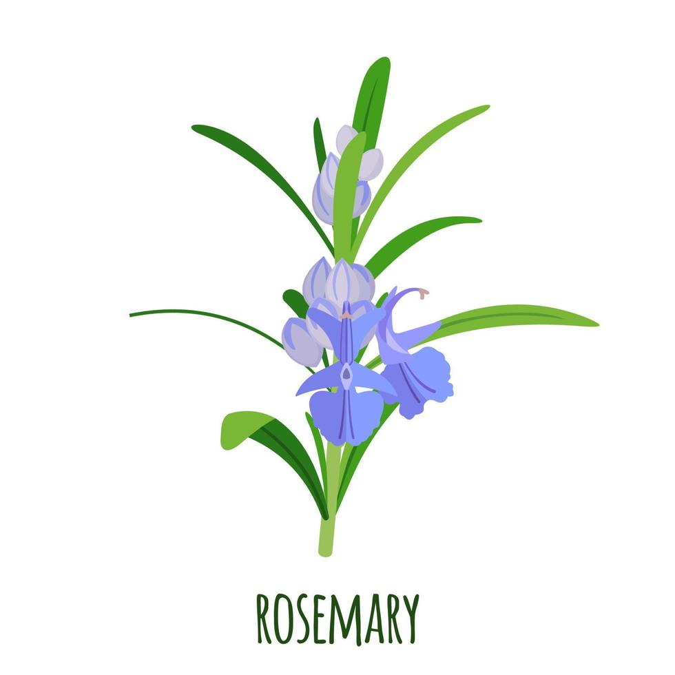 icono de ramitas de romero en estilo plano aislado sobre fondo blanco. planta médica ayurvédica. hierba para la salud. ilustración vectorial vector