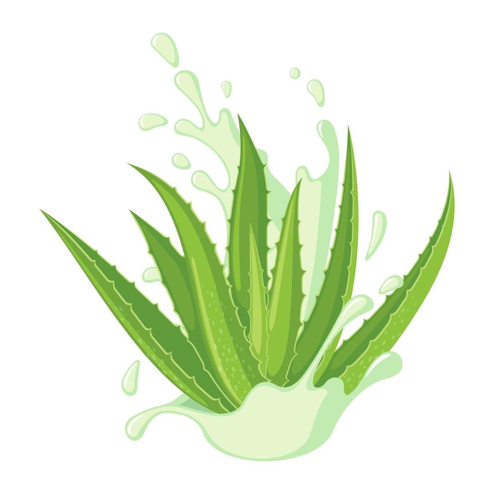 icono de aloe vera aislado sobre fondo blanco. planta medicinal ayurvédica. ilustración vectorial vector
