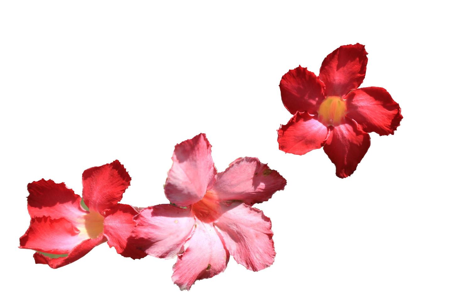 red flower and pink colorful isolated white background. photo