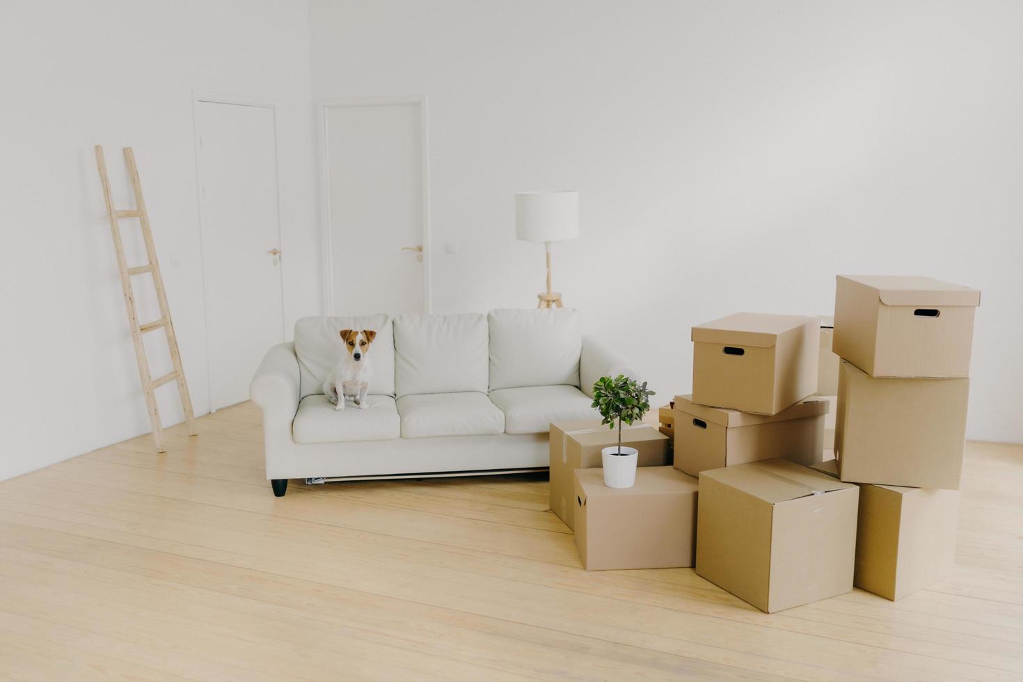 Empty light living room with sofa and pet on it, pile of unpacked cardboard boxes with personal belongings, cozy white couch in apartment interior design, floor lamp, ladder. Relocation day, no people photo