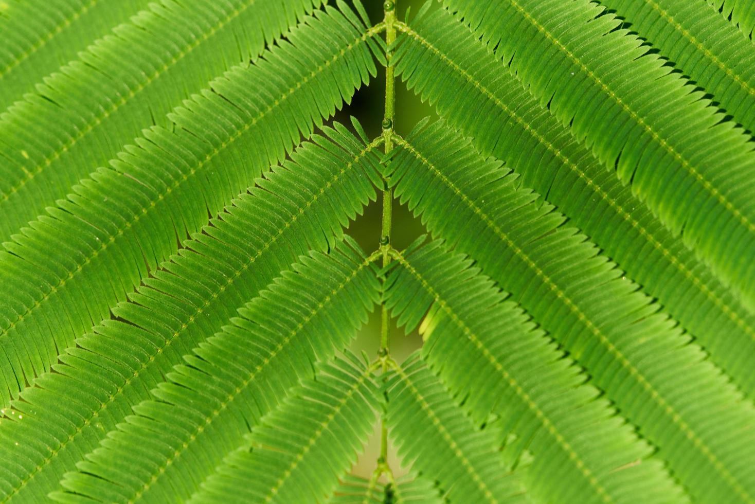 Close-up pattern of green leaves photo