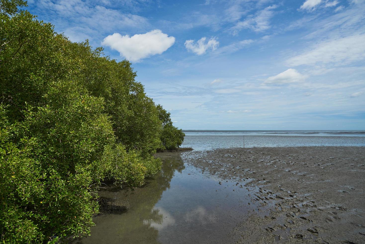 Scene of mangrove tree on the sea shore photo