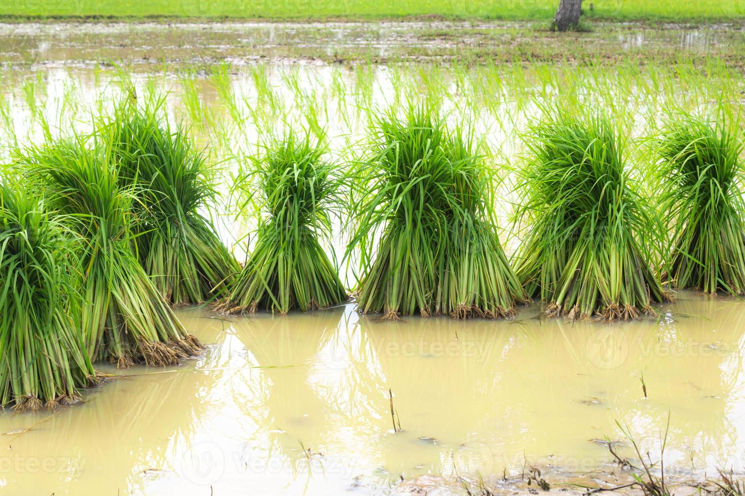 Rice seedlings are placed in the fields to be planted in the farmland. photo