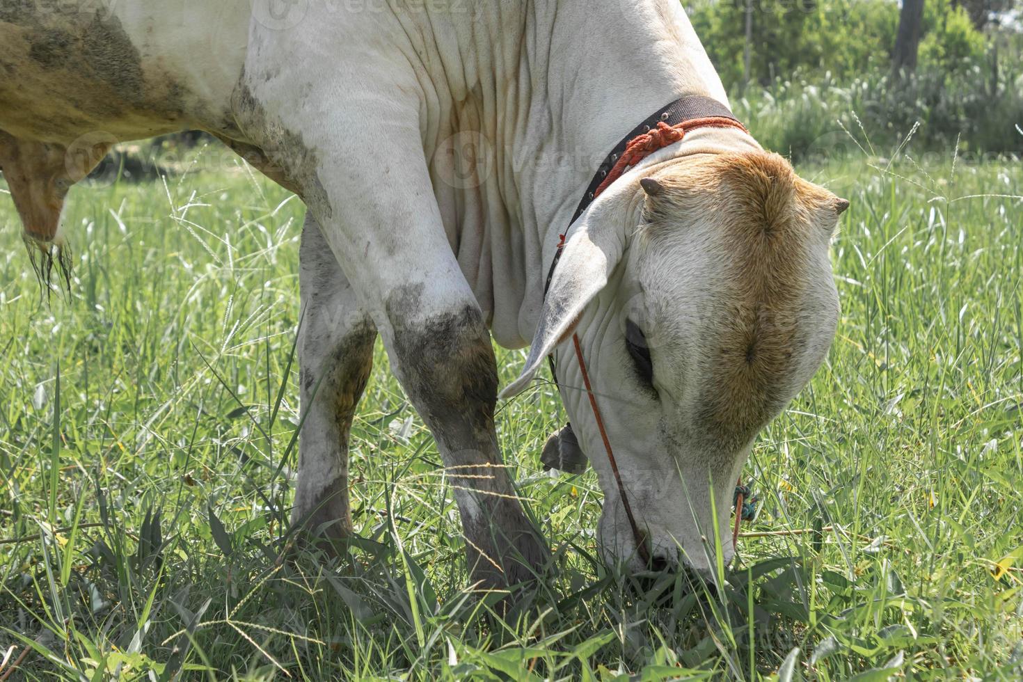 White cows that are slaughtered in the tropical fields Cows are eating grass. photo