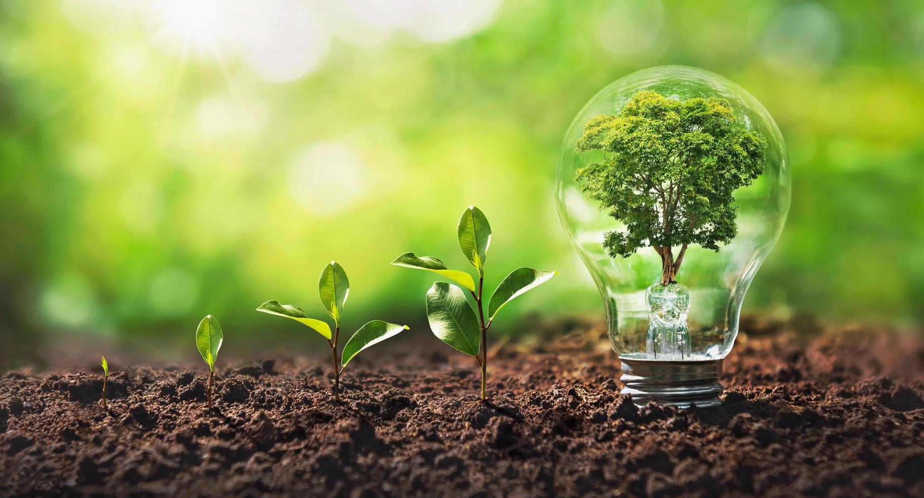 árbol que crece en bombilla con sol en la naturaleza y estepa de crecimiento de plantas pequeñas. ahorro de energía y concepto ecológico foto