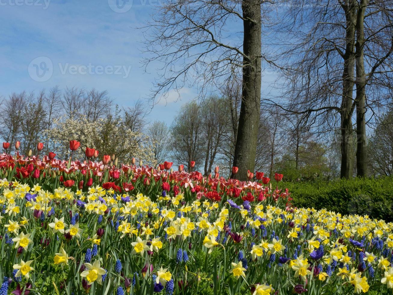 Tulips in the netherlands photo