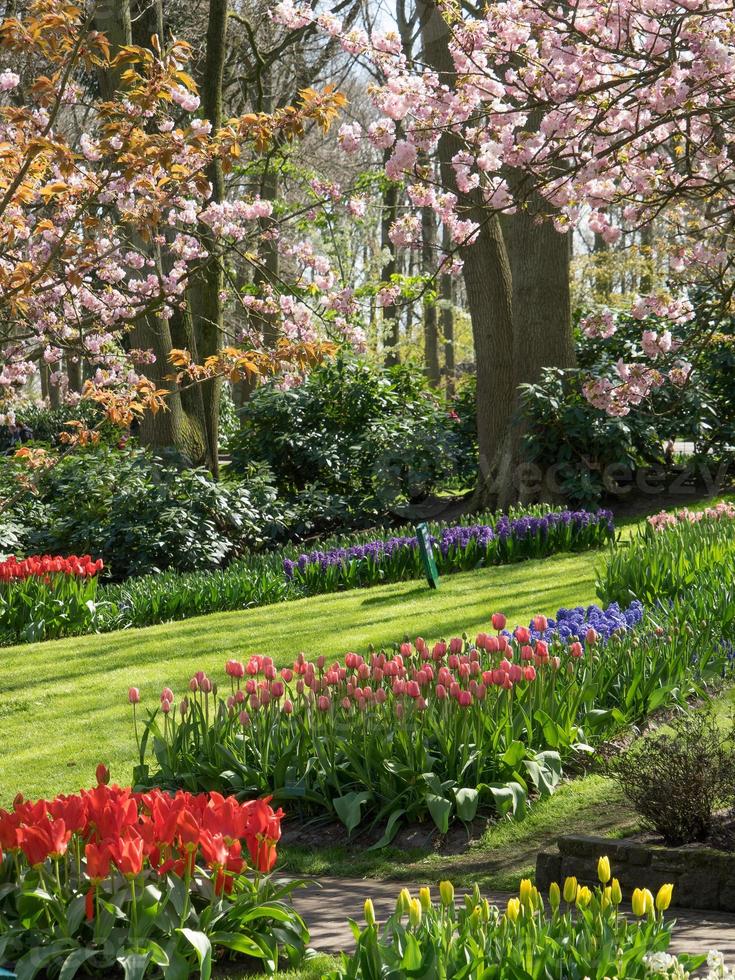 many tulips in the netherlands photo