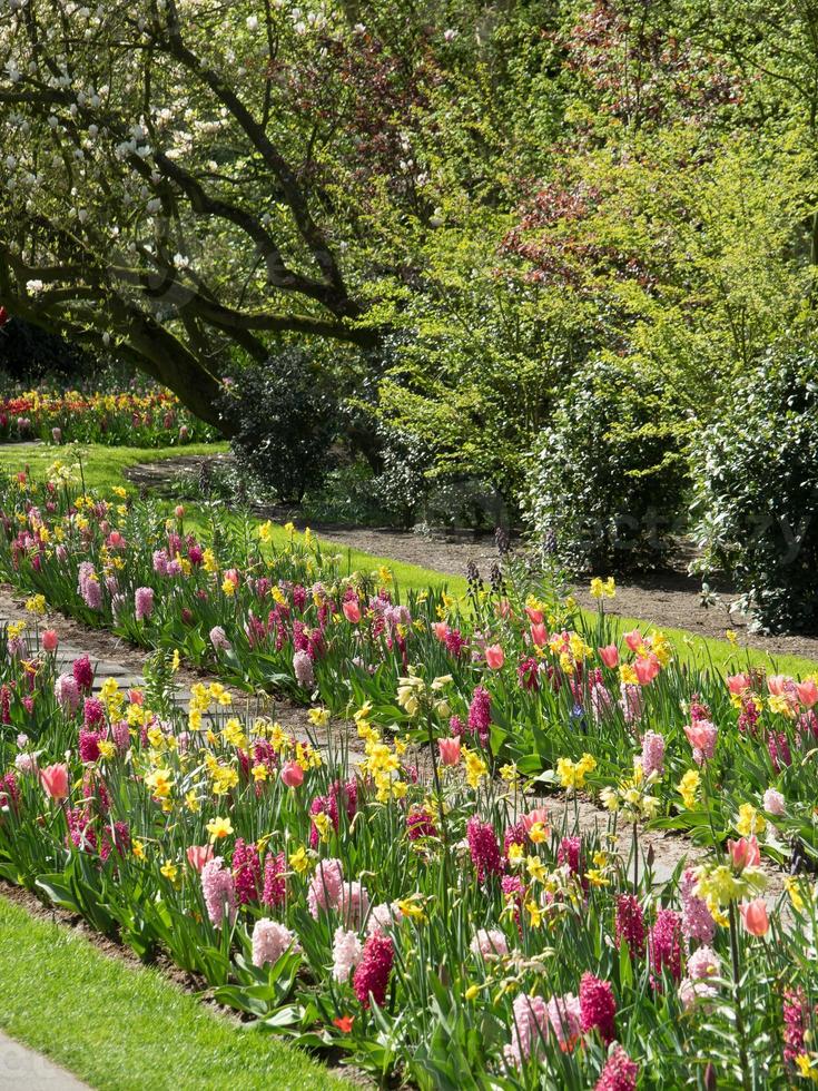 spring time in the netherlands photo