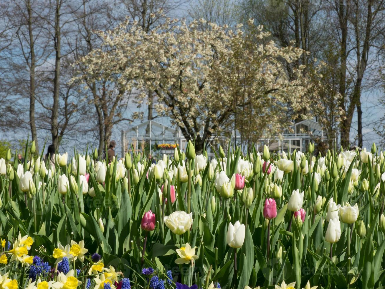 Tulips in the netherlands photo