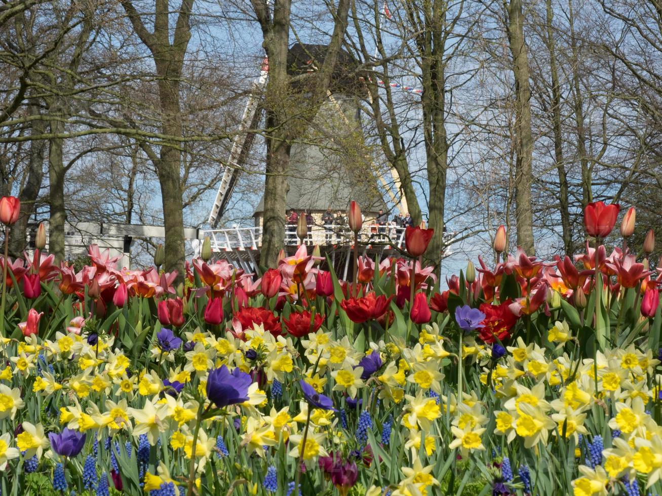 tulipanes en los países bajos foto