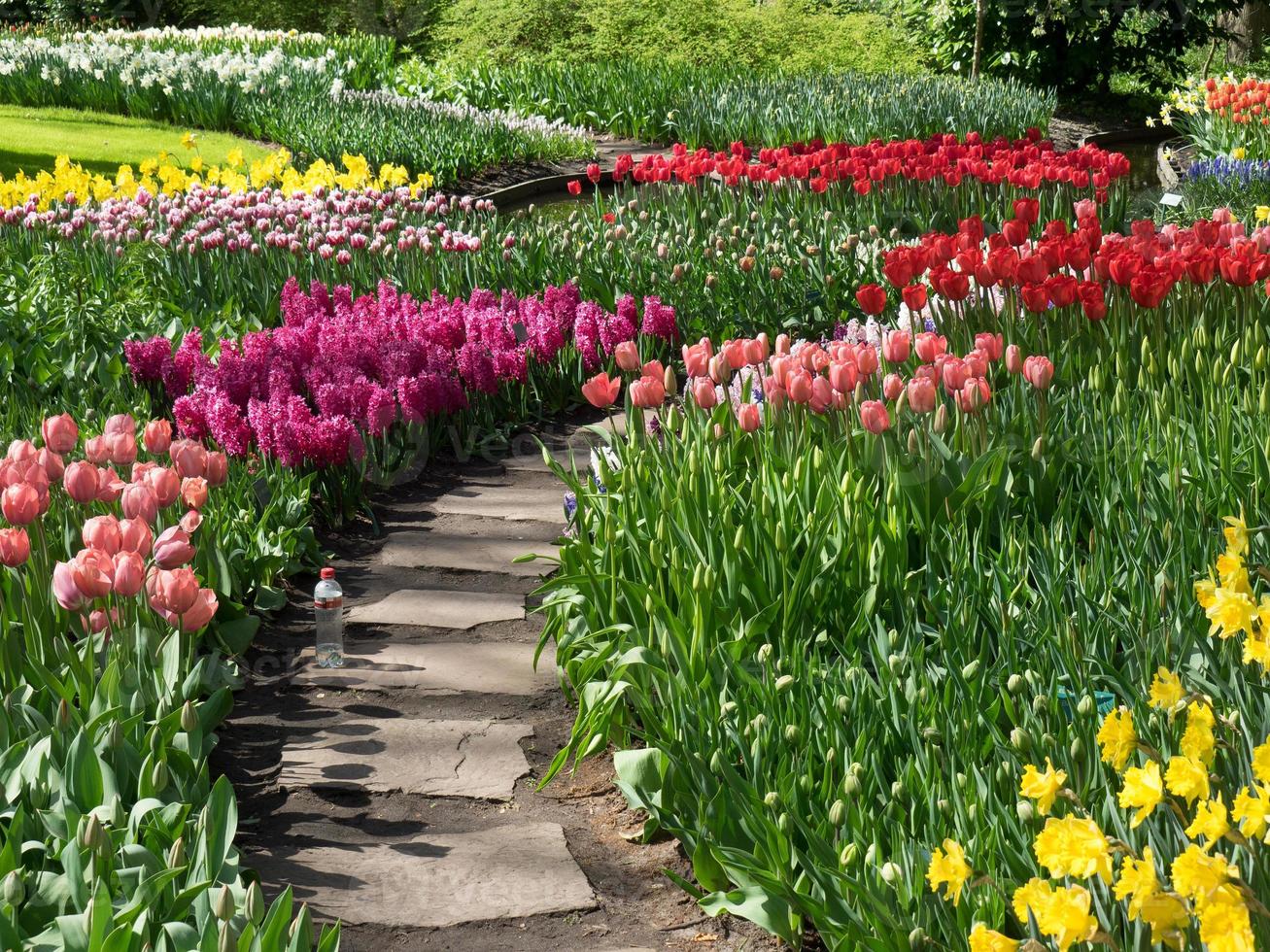 many tulips in the netherlands photo