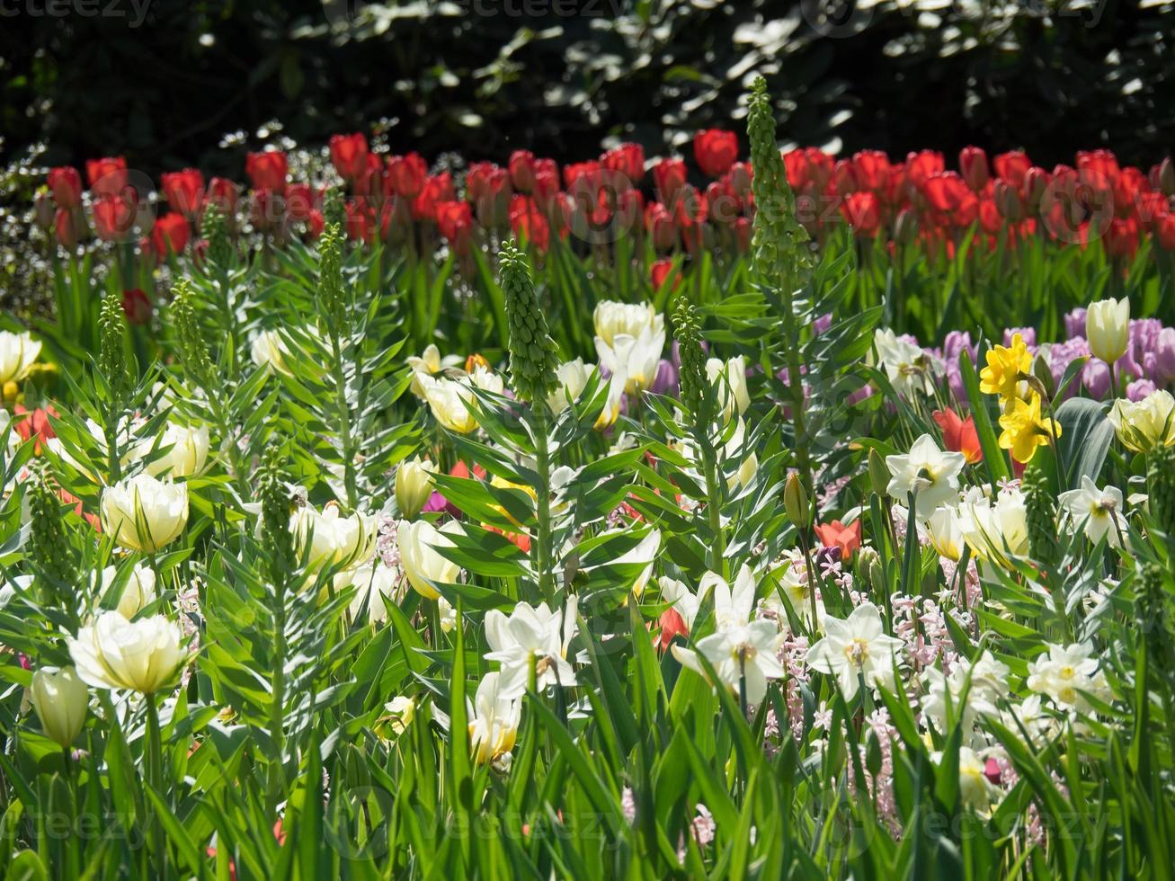 many tulips in the netherlands photo