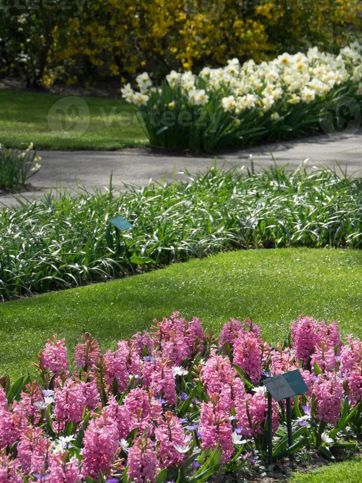 many tulips in the netherlands photo