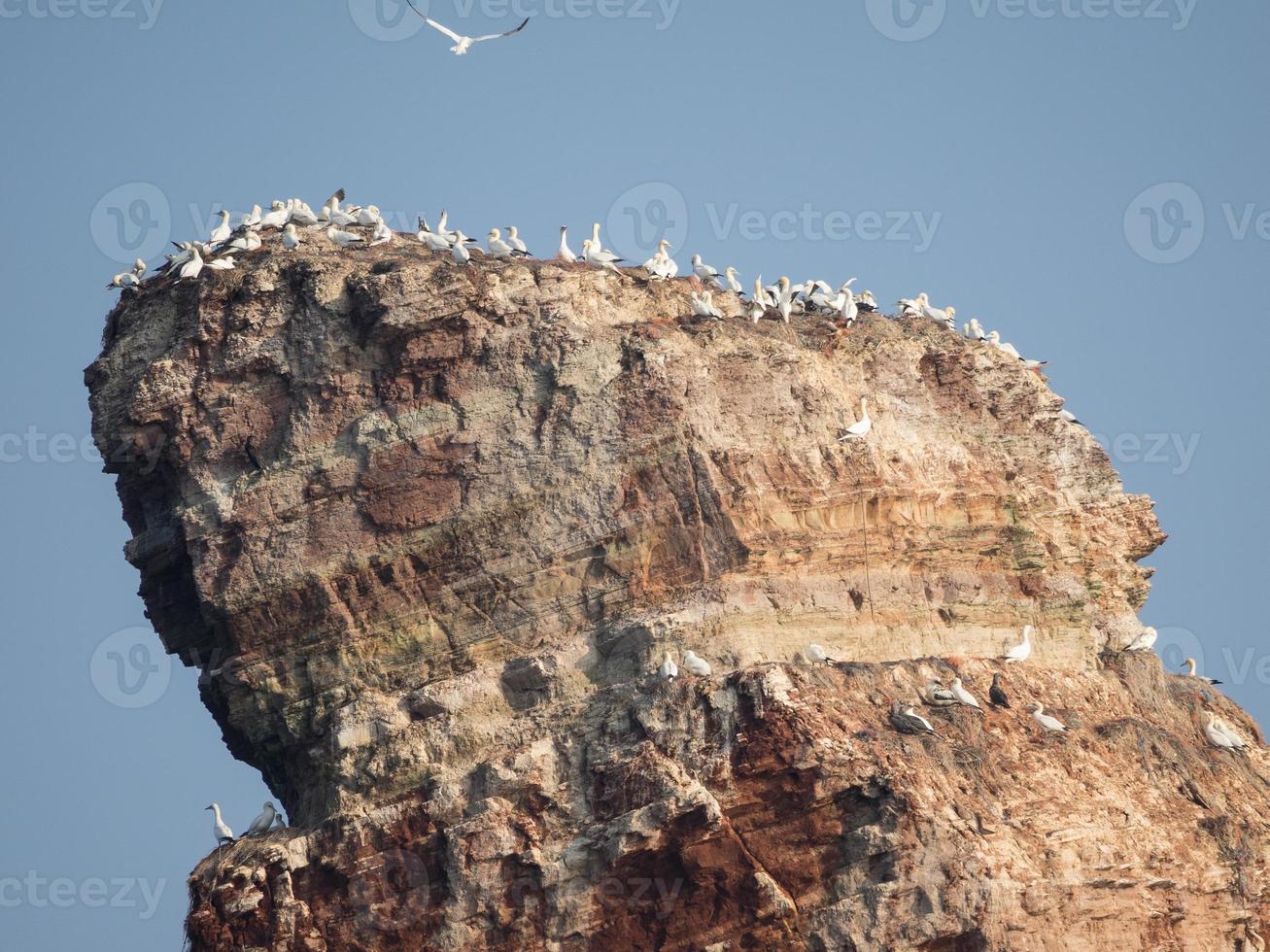 the island of Helgoland photo