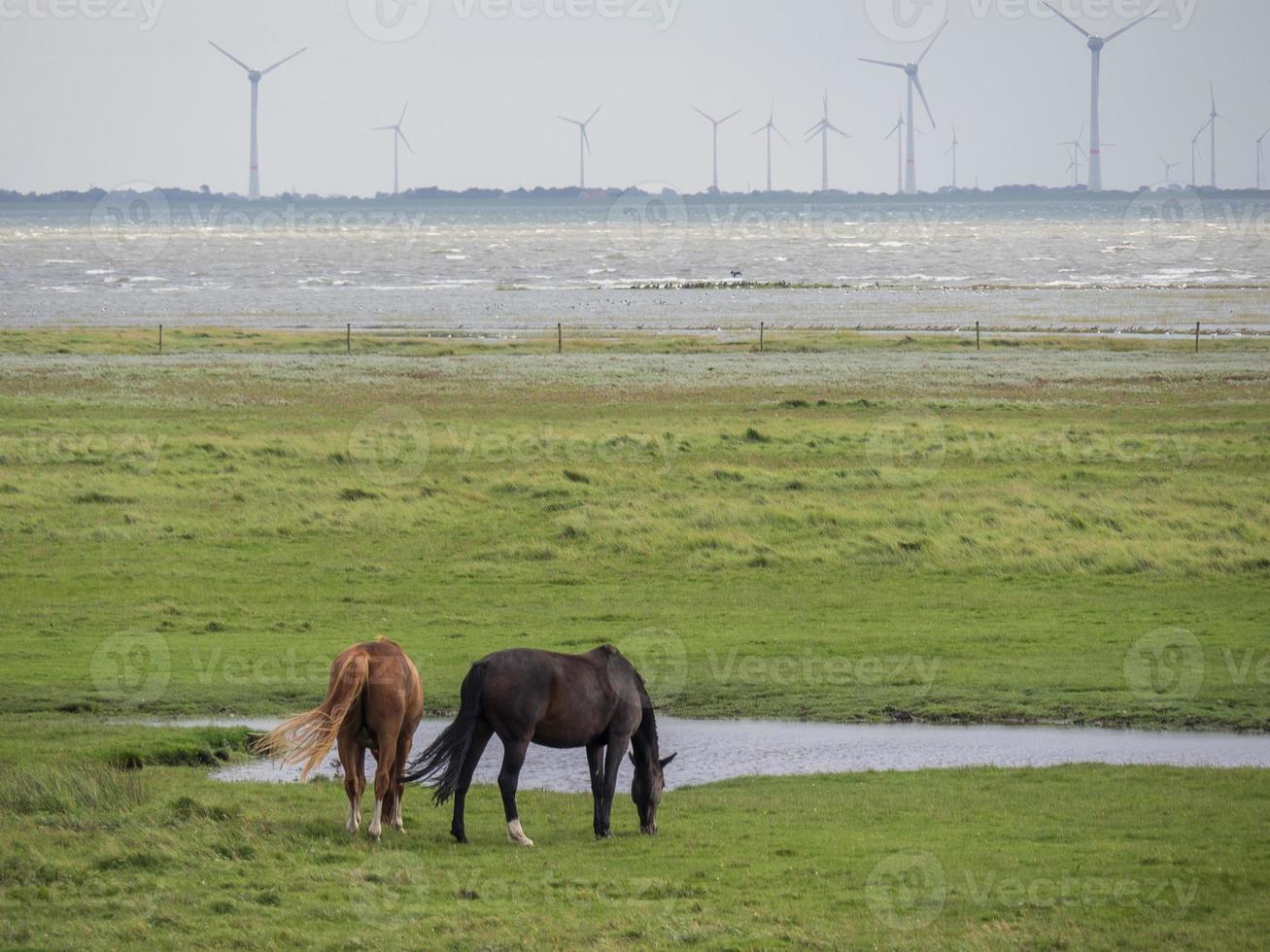 la isla de spiekeroog en alemania foto