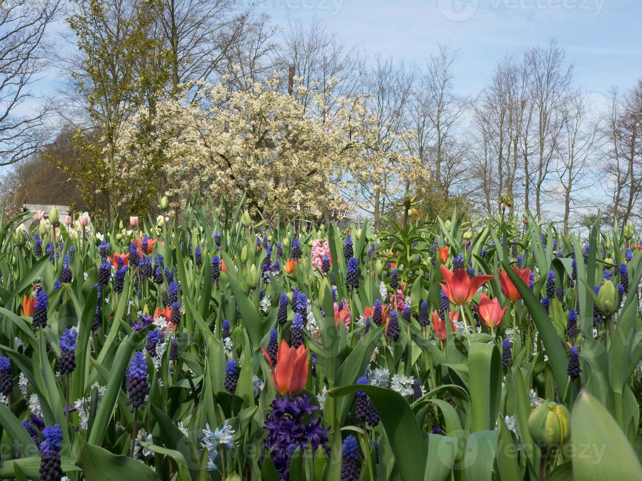 tulipanes en los países bajos foto