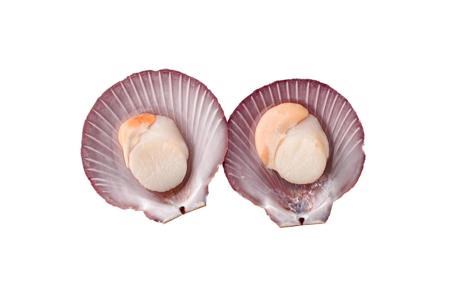 Top view of 2 raw scallops isolated on a white background, close up of fresh scallops peeled. photo